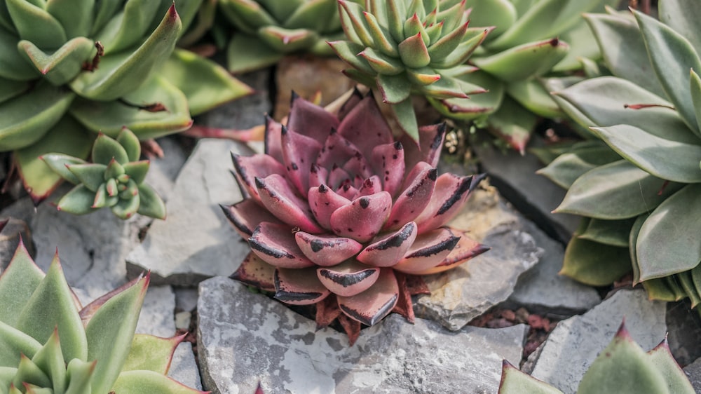 green and pink succulent plants