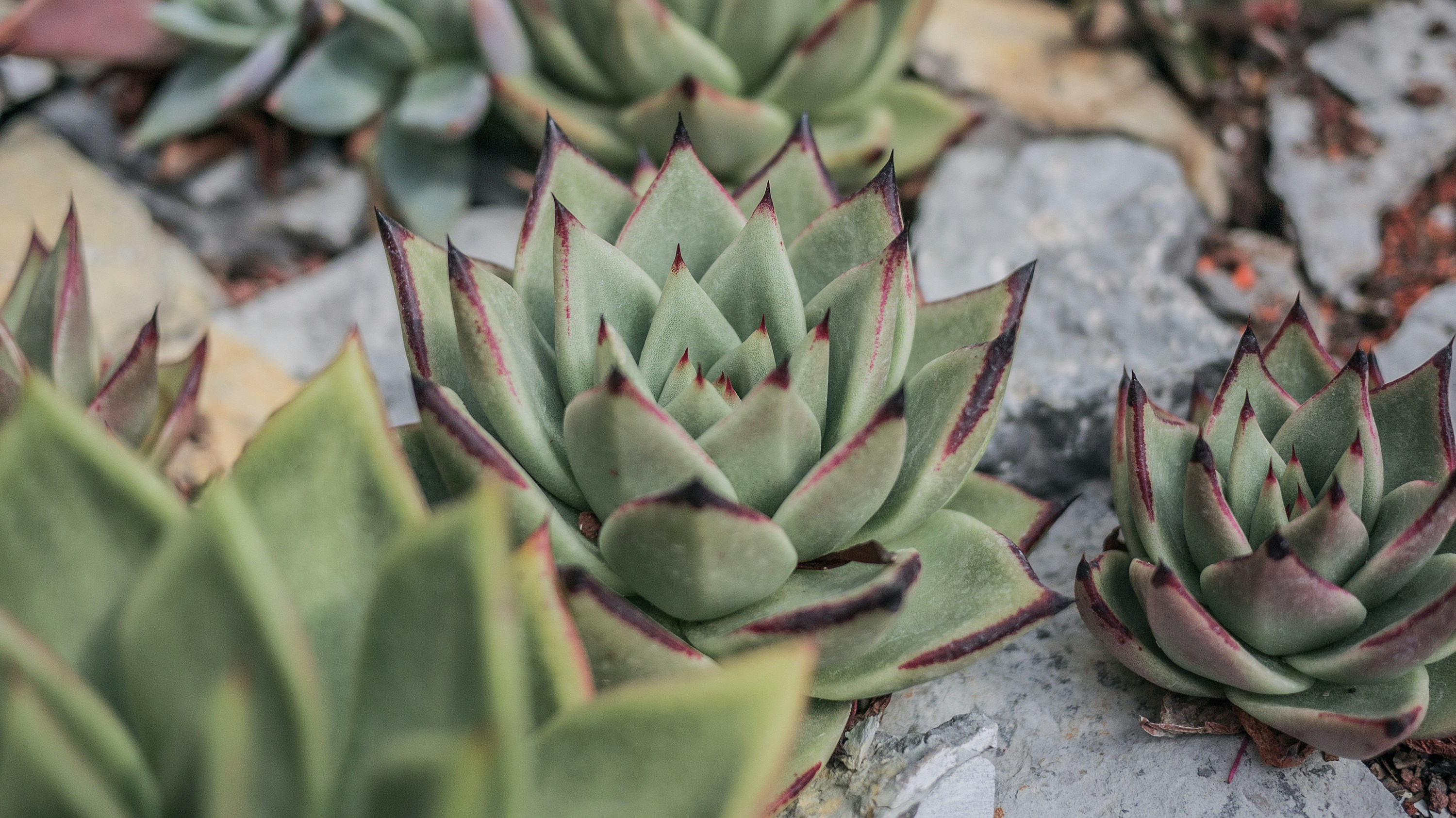 Photo by phienix_han