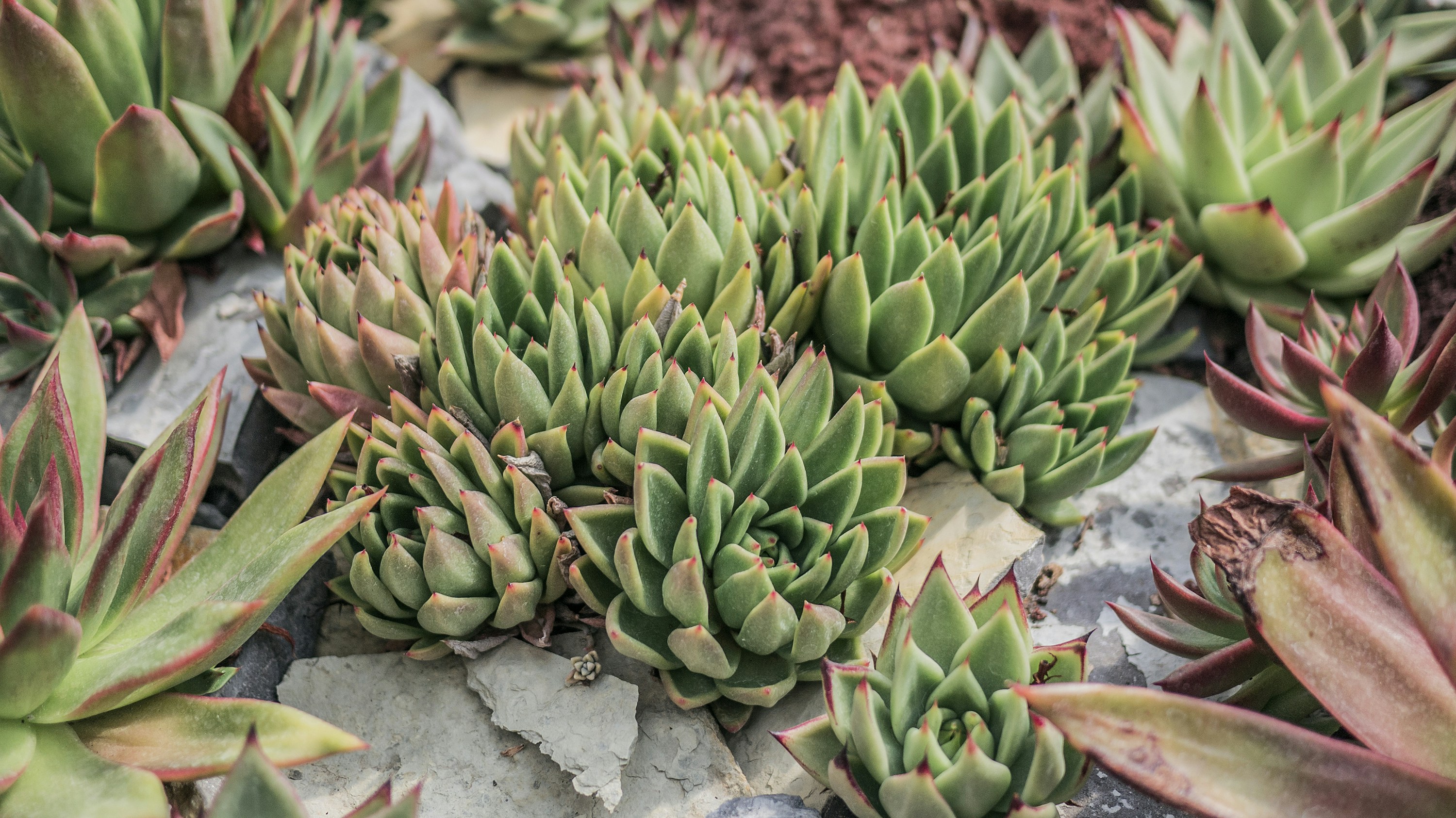 Photo by phienix_han