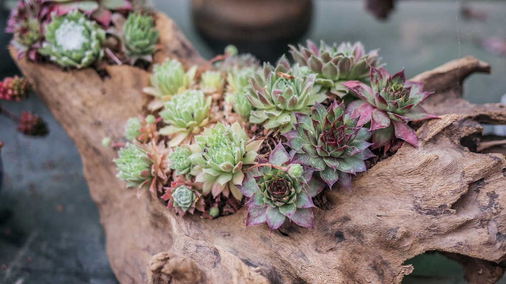 succulent plants on tree branches