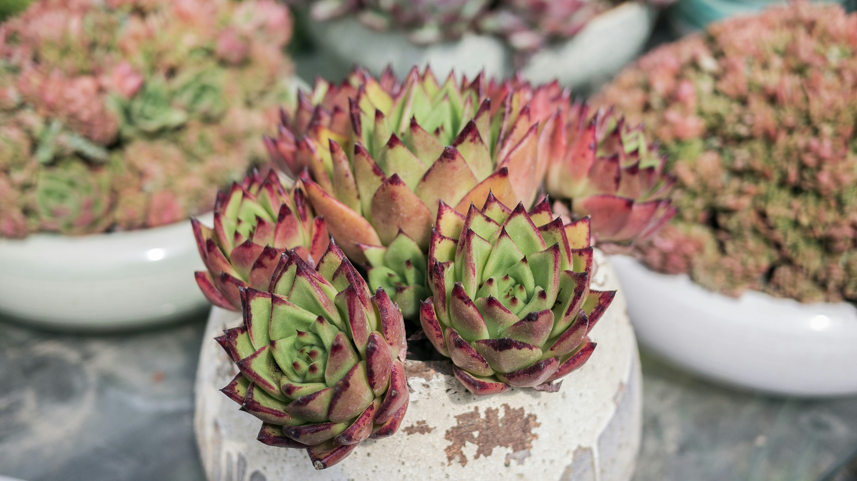 Photo by phienix_han