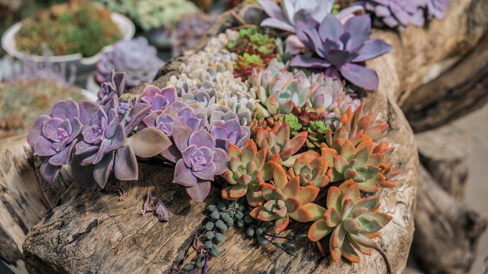 purple, green, and orange succulent plants