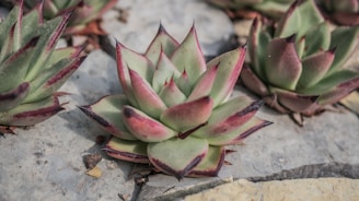 A close-up view of succulent plants with thick, fleshy green leaves tipped with a reddish hue. The plants are arranged on a stone surface with some small pebbles and dry leaves scattered around.