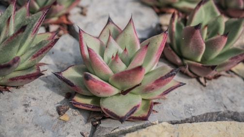 A close-up view of succulent plants with thick, fleshy green leaves tipped with a reddish hue. The plants are arranged on a stone surface with some small pebbles and dry leaves scattered around.