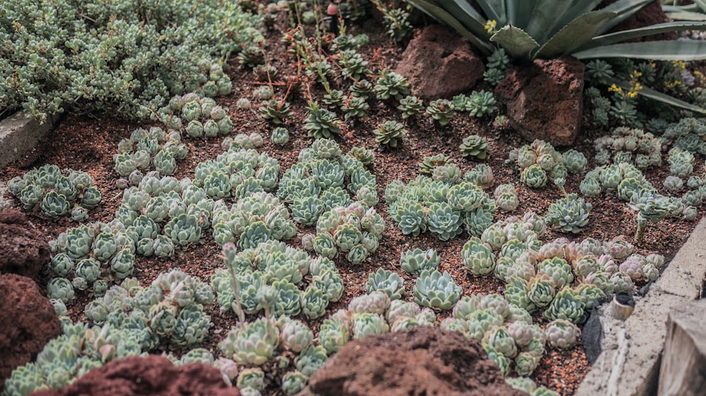 green succulent plants potted on brown soil