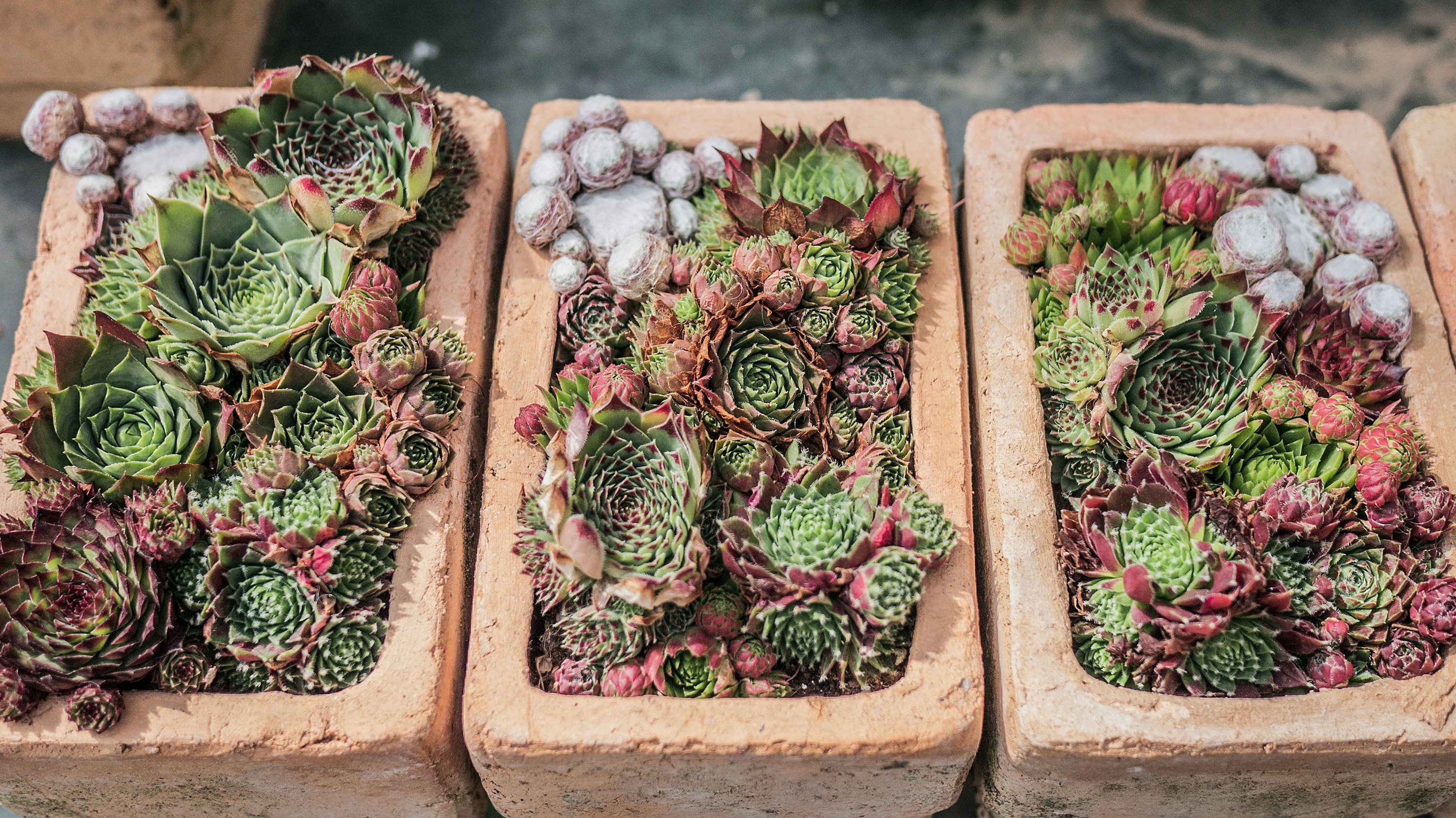 Three colorful rosette echeveria succulents in terracotta pots on white marble surface