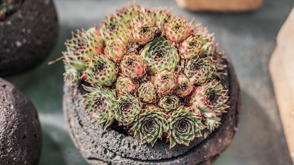 selective focus photography of green and red succulent plants