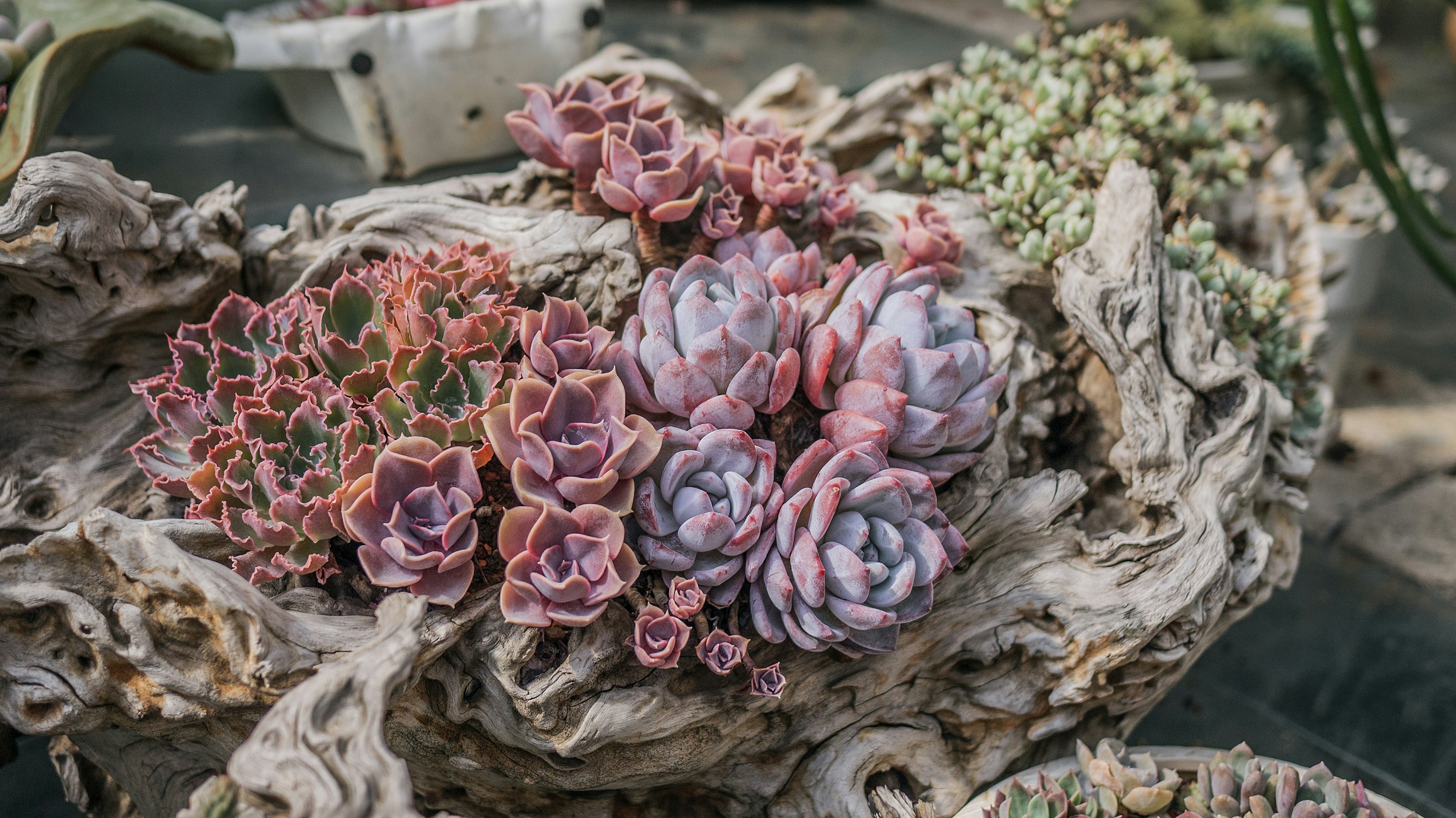 Photo by phienix_han