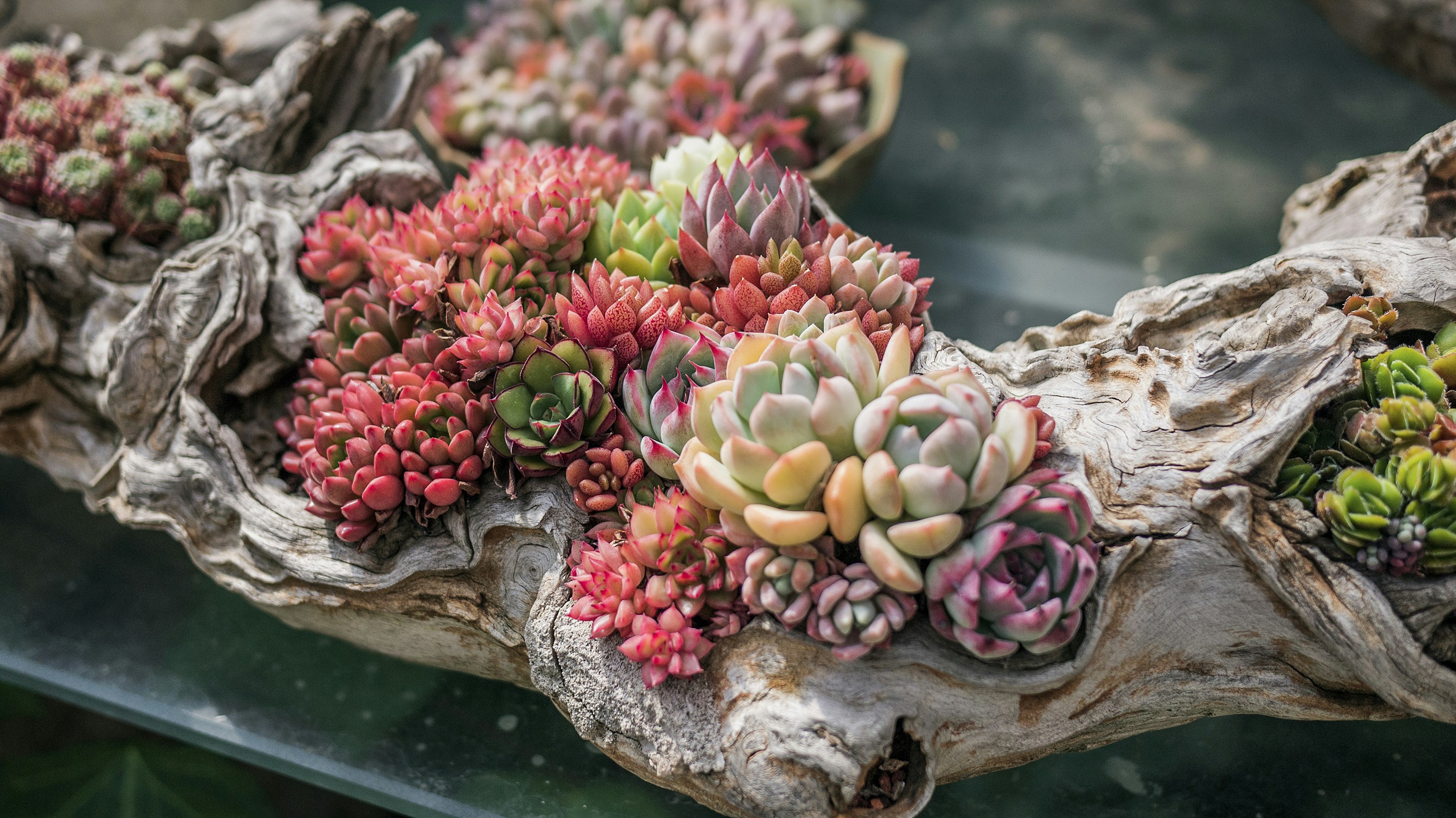 Photo by phienix_han