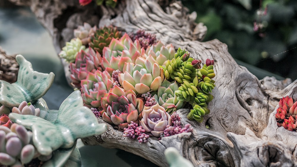 selective focus photography of green and orange succulent plants
