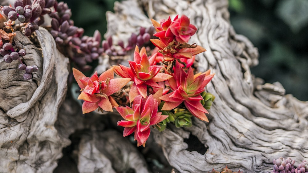 pink succulent plants