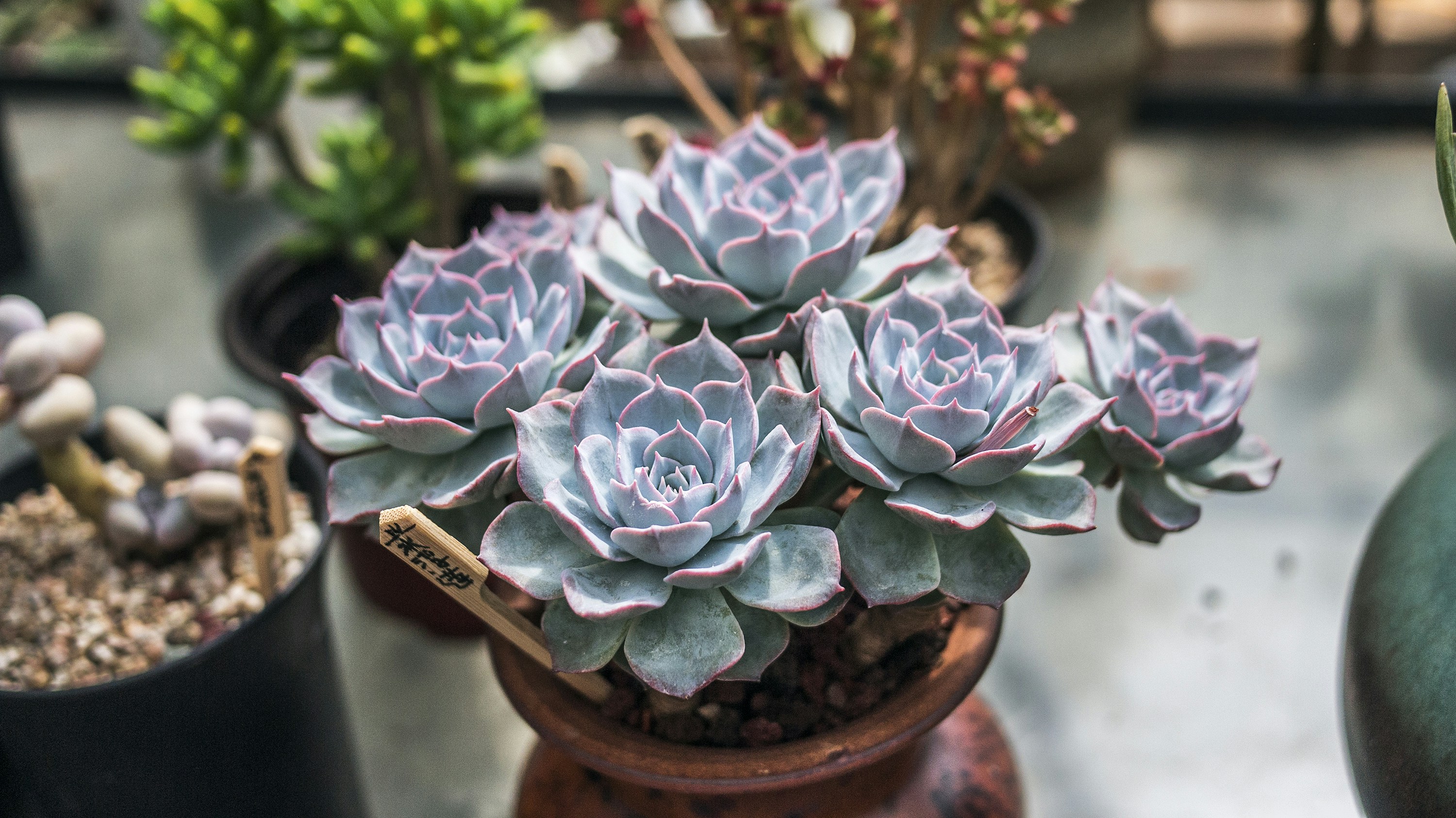 Photo by phienix_han