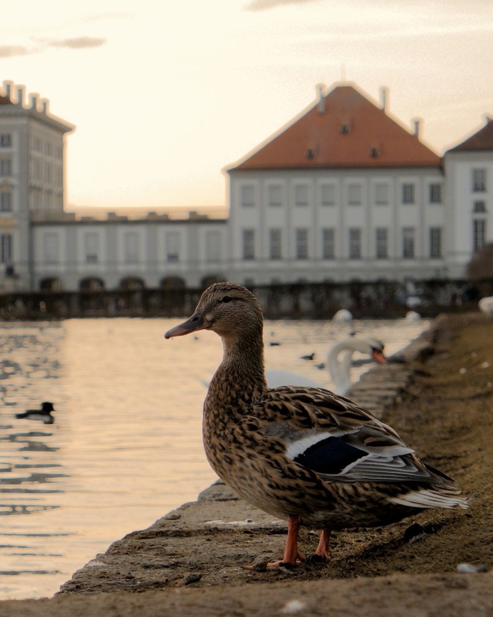 duck near body of water