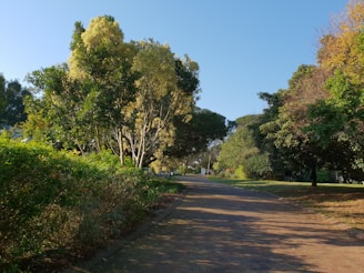 A peaceful park scene in Xanxerê with green trees and a walking path under a clear blue sky