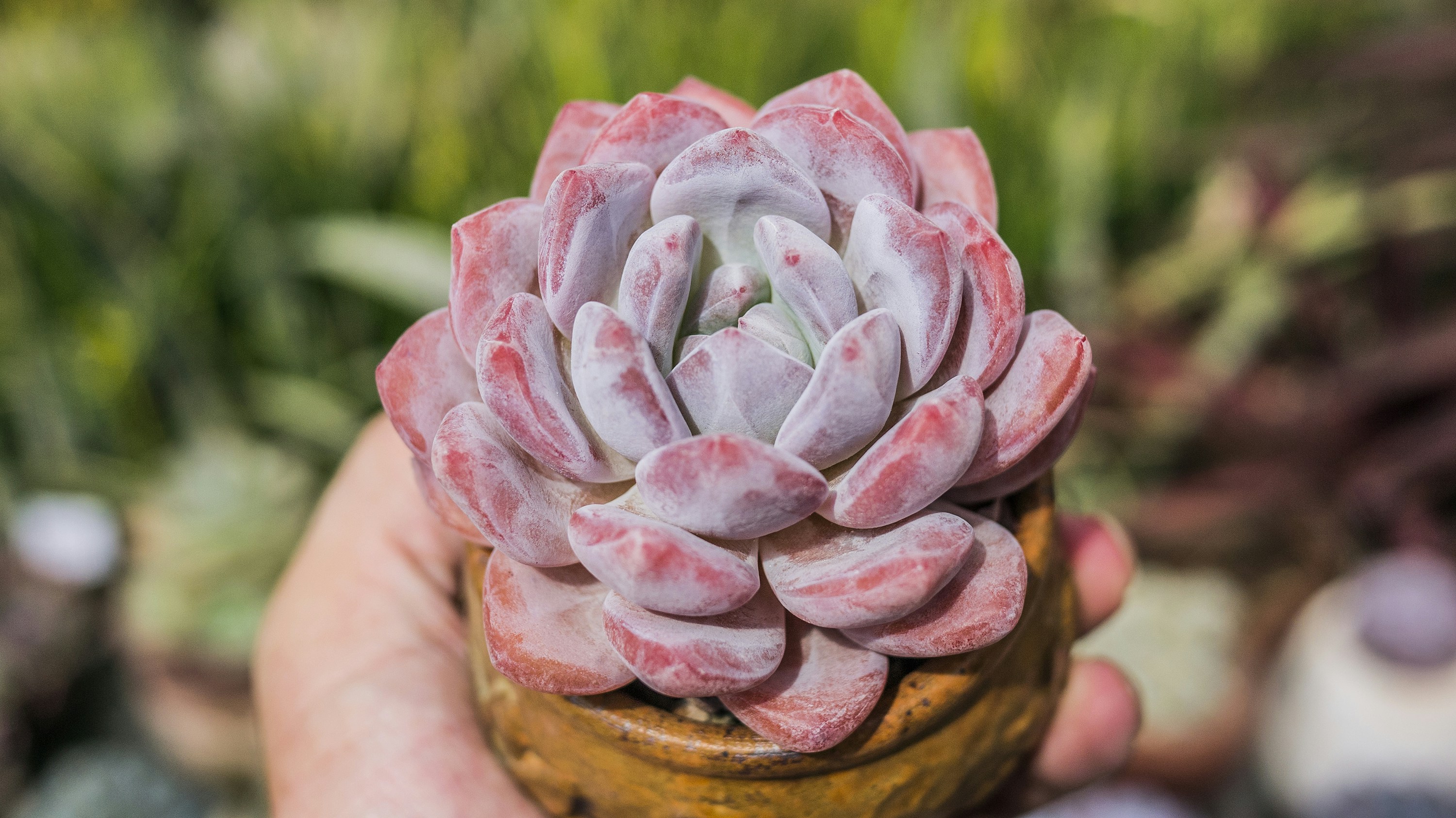 黄色い鍋の赤い多肉植物の写真 Unsplashで見つける工場の無料写真