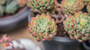 Close-up of vibrant succulents arranged in small, colorful desktop planters