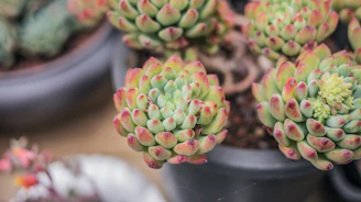 Close-up of vibrant succulents arranged in small, colorful desktop planters