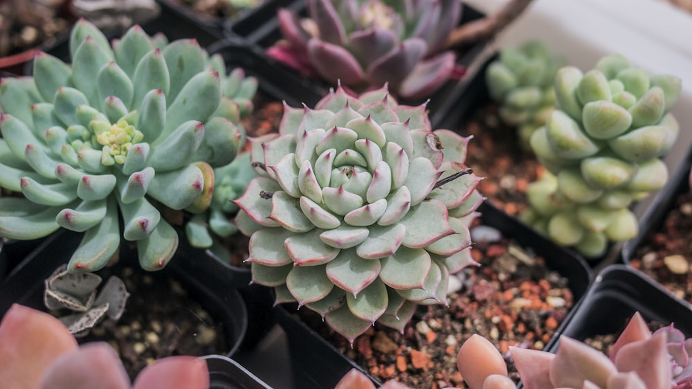 assorted-varieties of succulents