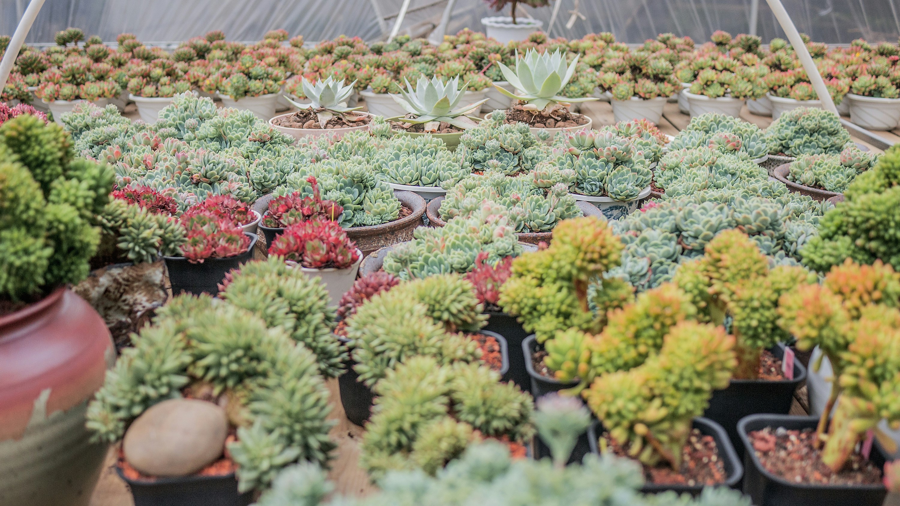 assorted plants inside green garden