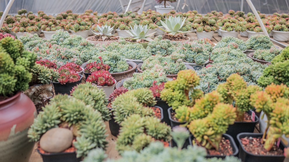 assorted plants inside green garden