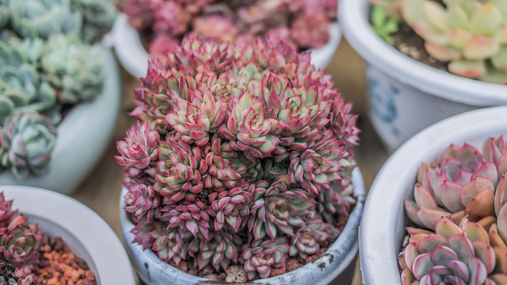 pink and green succulent plan with pot