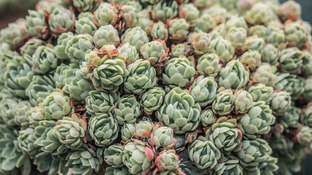 green and pink succulent plants in bloom