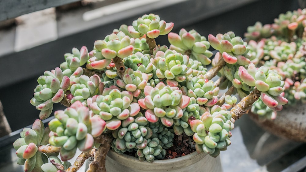 green and pink succulent plant