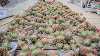 Rows of potted succulents with thick, fleshy leaves in shades of green and red placed on wooden planks in an organized fashion. The succulents appear healthy and well-cared for, creating a visually pleasing arrangement along a path.