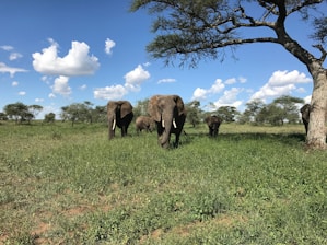 gray elephants walking on grass field