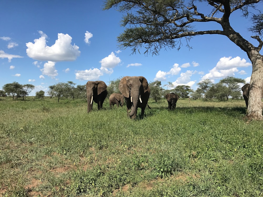 elefantes cinzentos andando no campo da grama