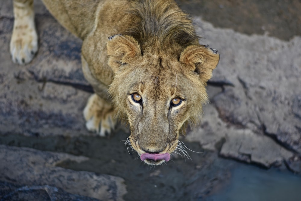 adult lioness standing on ground