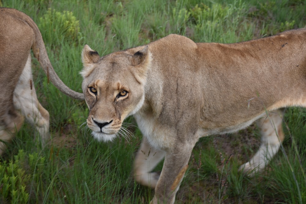 brown lion walking on green grass