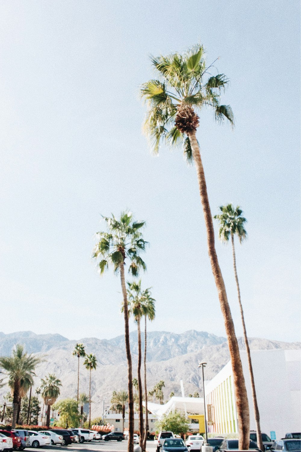 green coconut palm trees