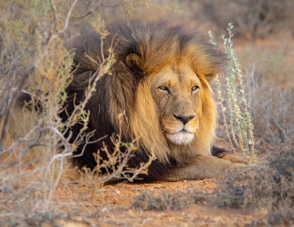 male lion