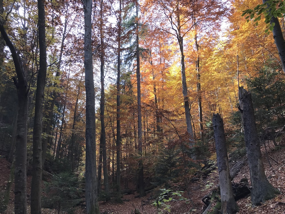 forest tress