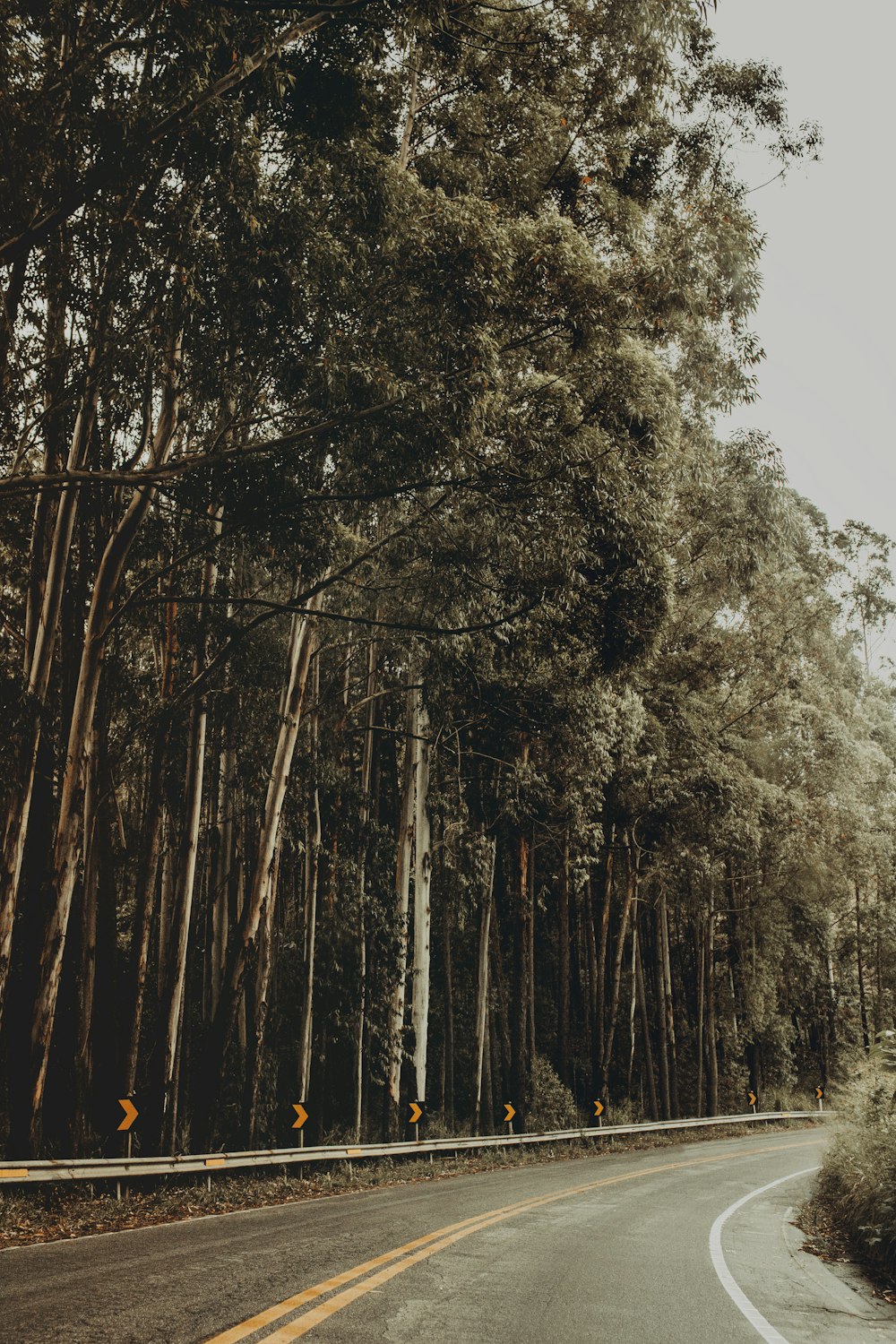 highway beside trees