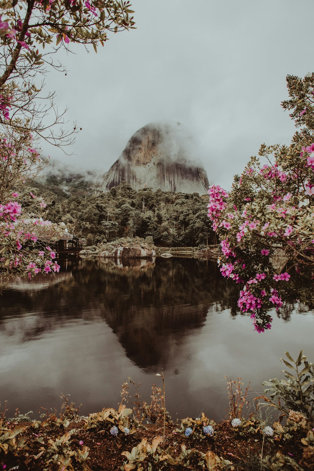 pink flowers lake