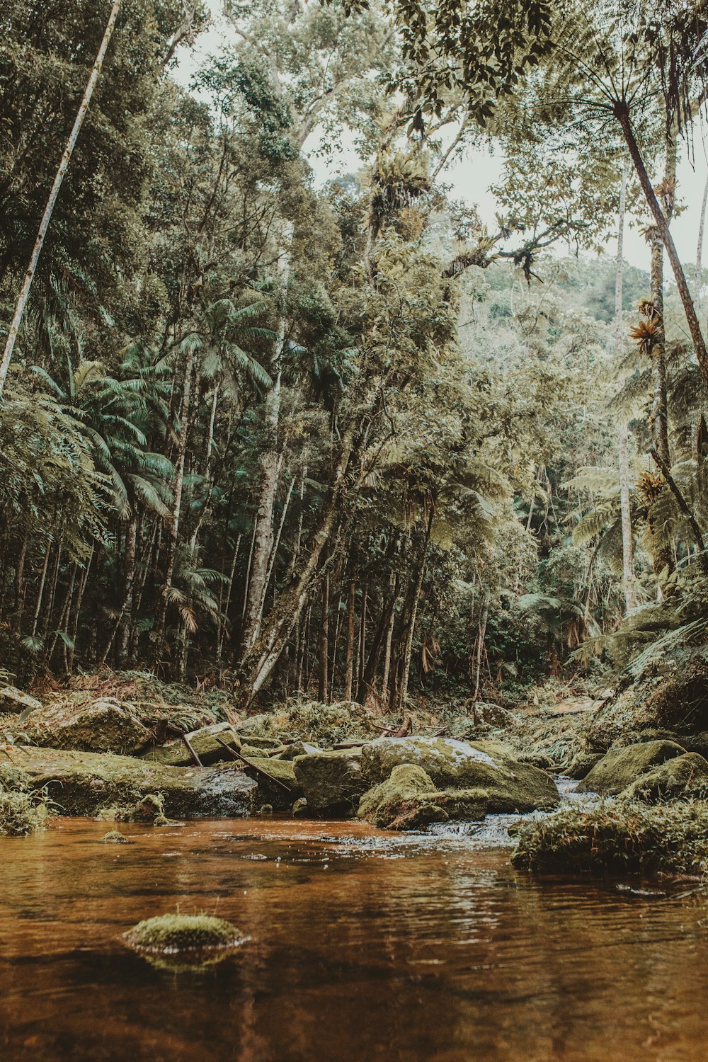 river surrounded by trees during daytime