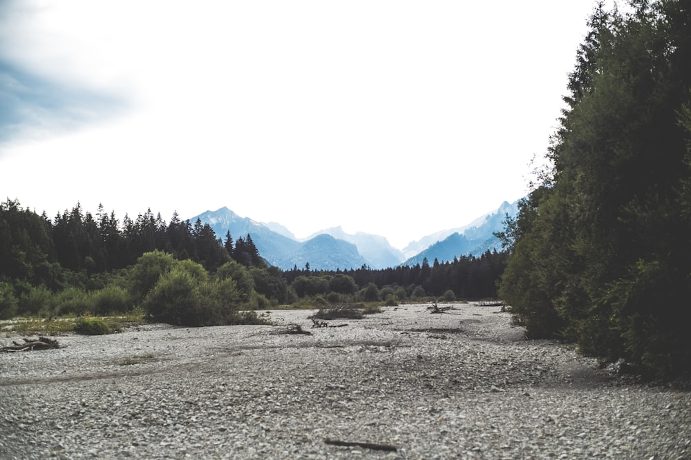 empty area surrounded by trees