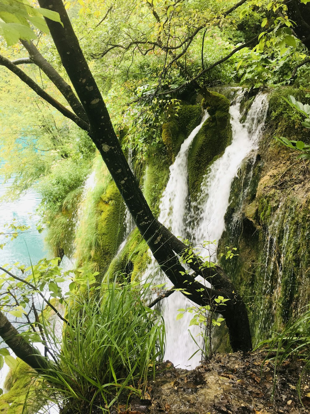 waterfalls surrounded with green trees