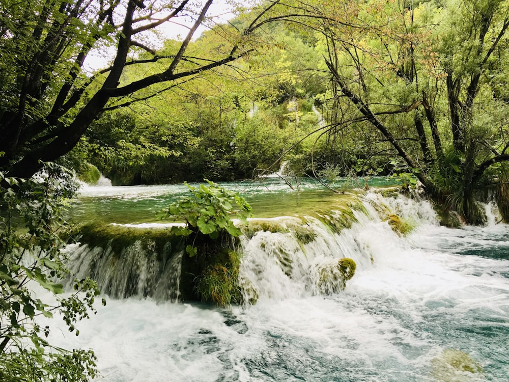 flowing river in between forest trees scenery photography