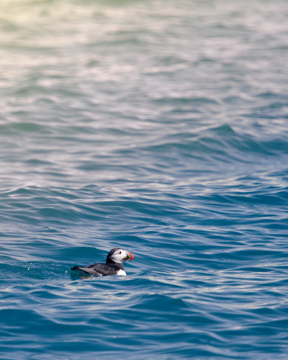 black and white bird on body of water during daytime