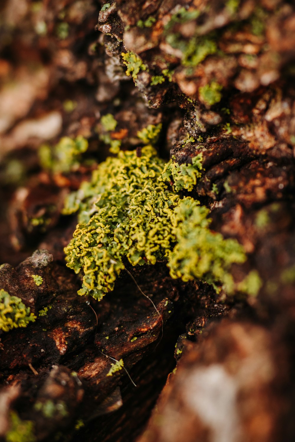 green moss on tree bark