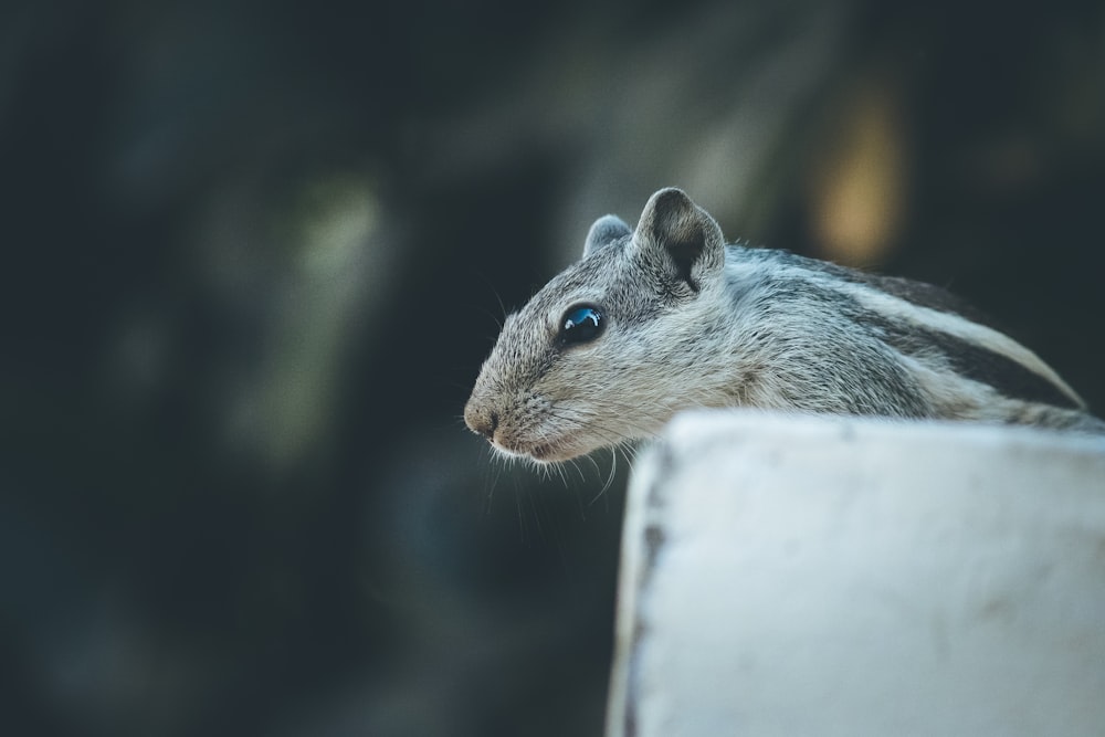 gray and black squirrel close-up photography