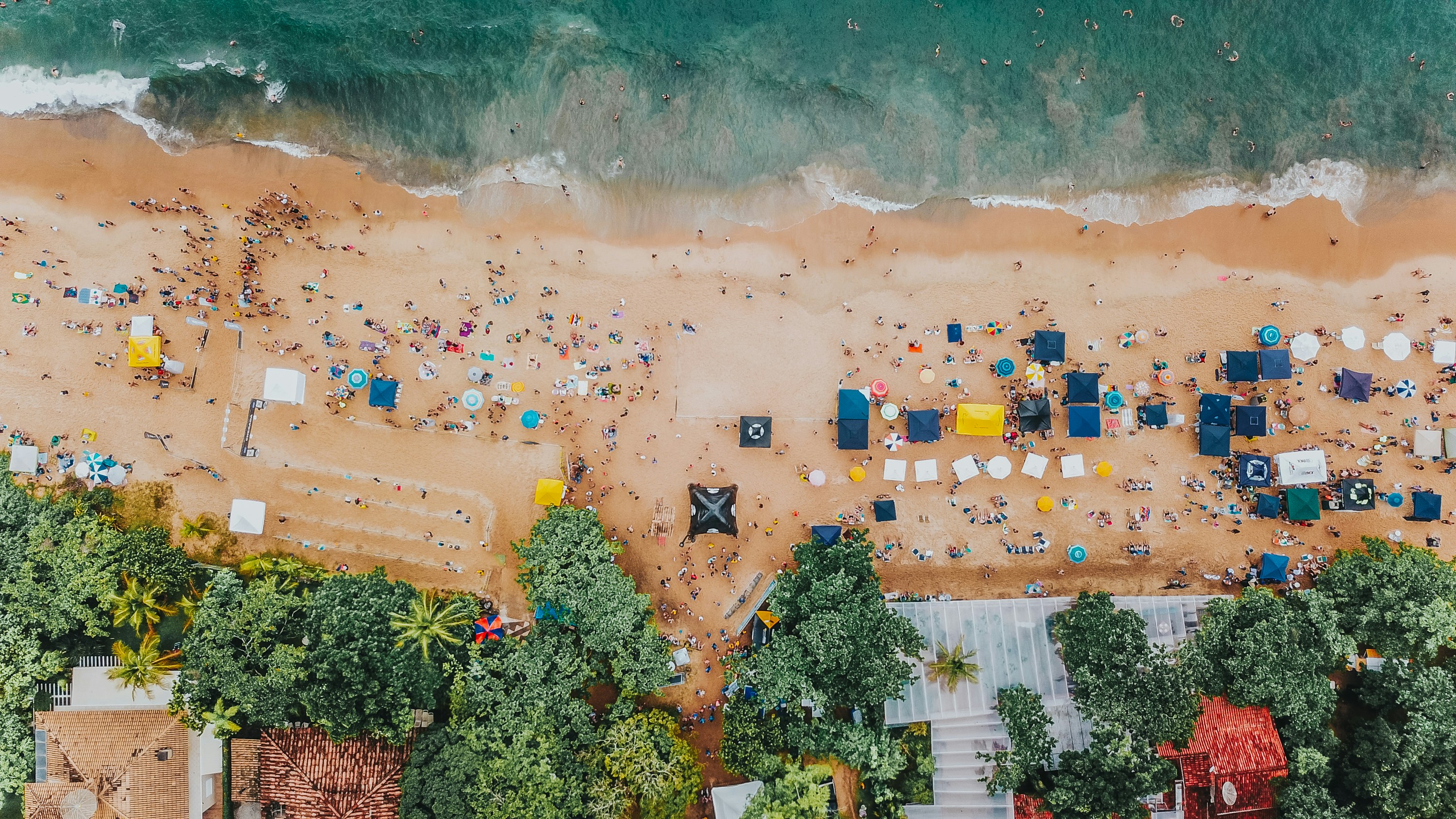 aerial photography of trees beside seashore during daytime