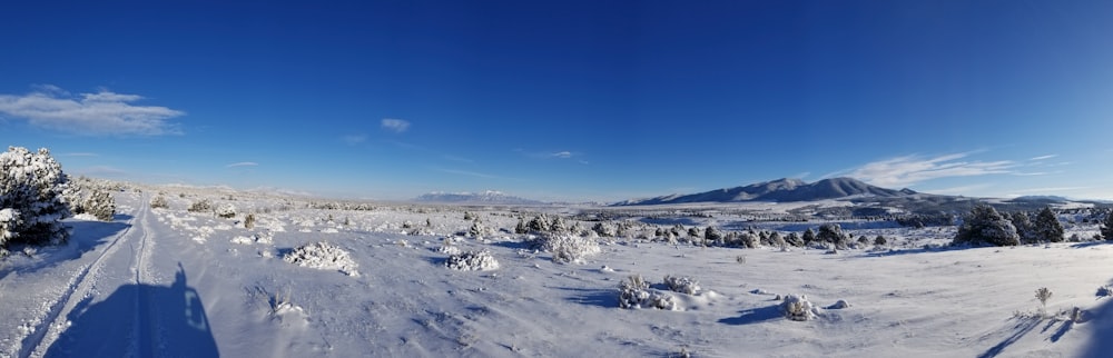 land covered in ice