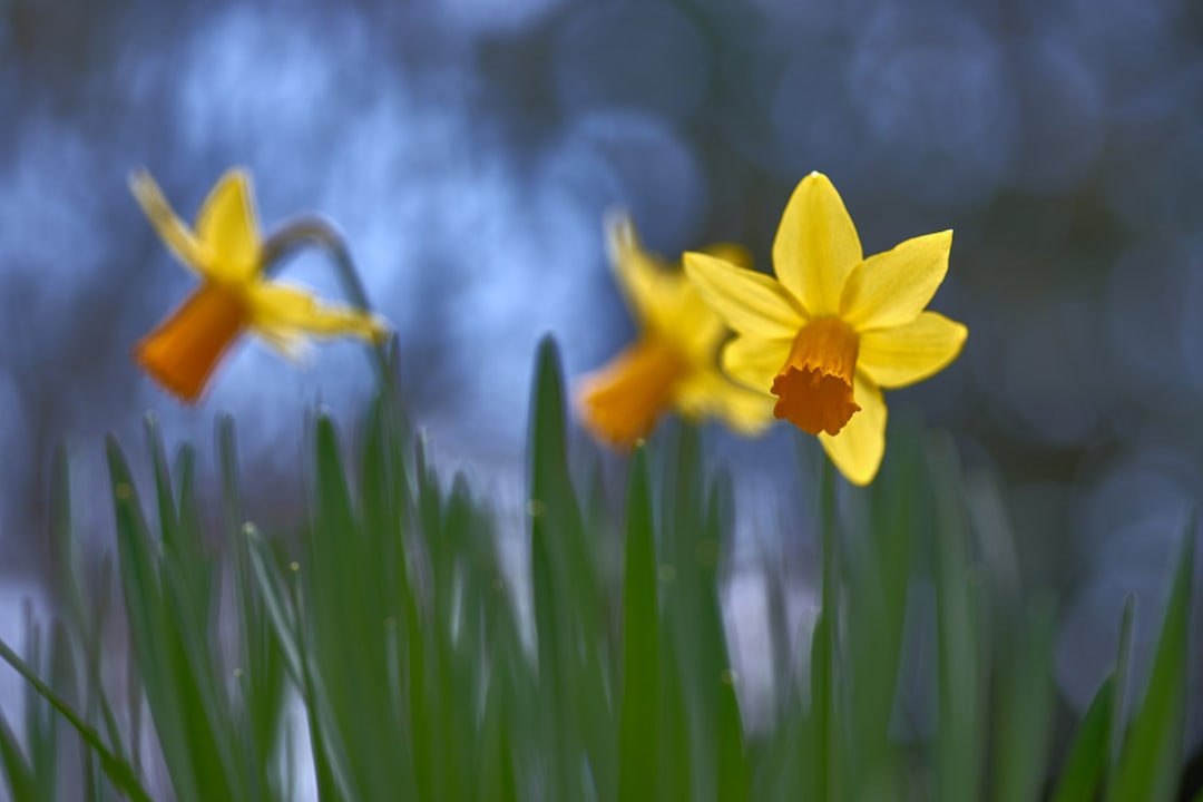 yellow petaled flwoers