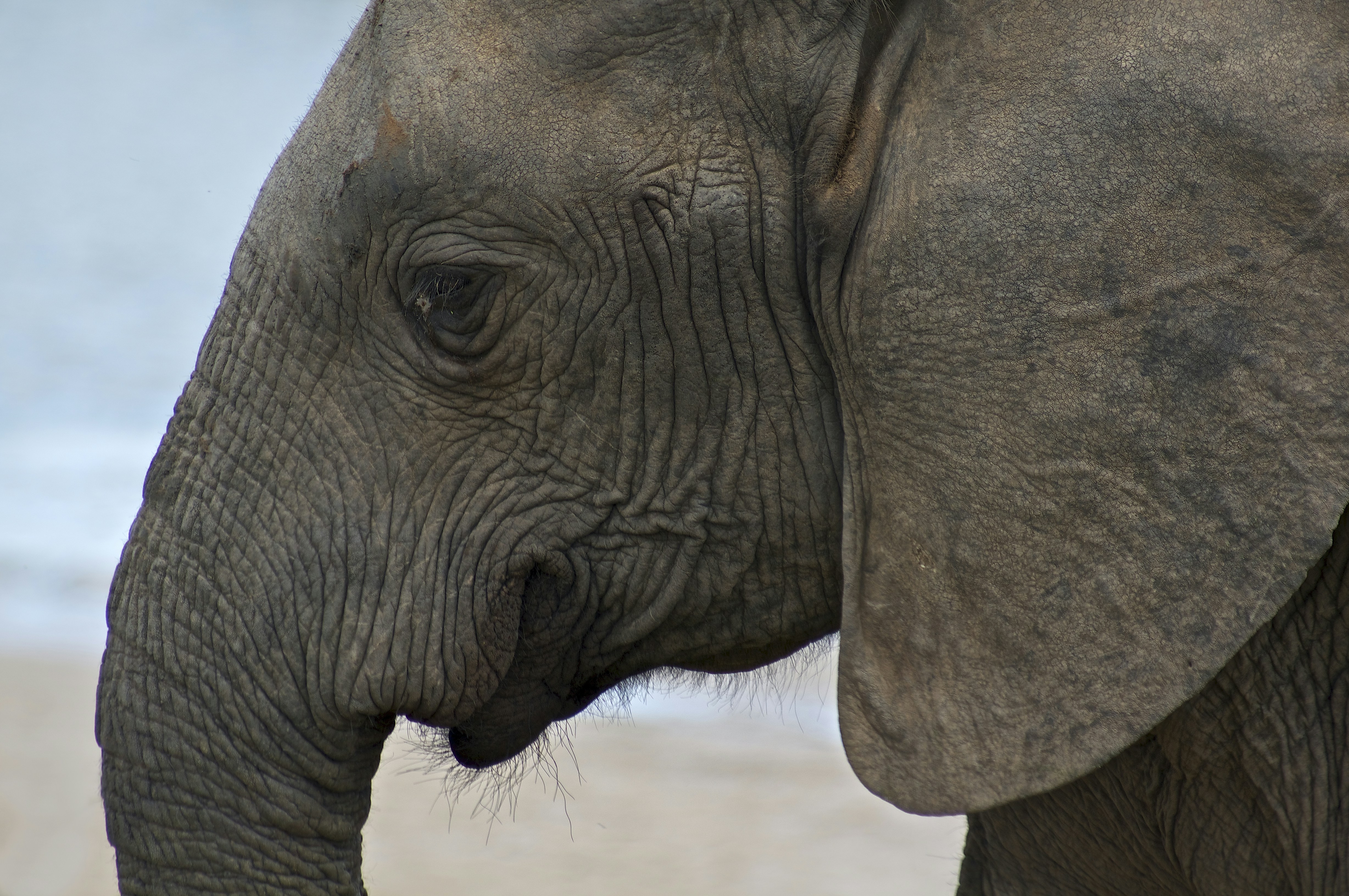 Photo by wolfgang_hasselmann