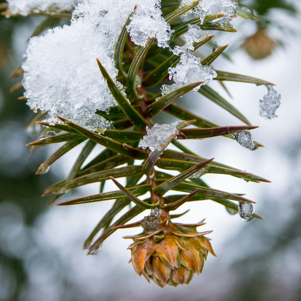 Pinecone