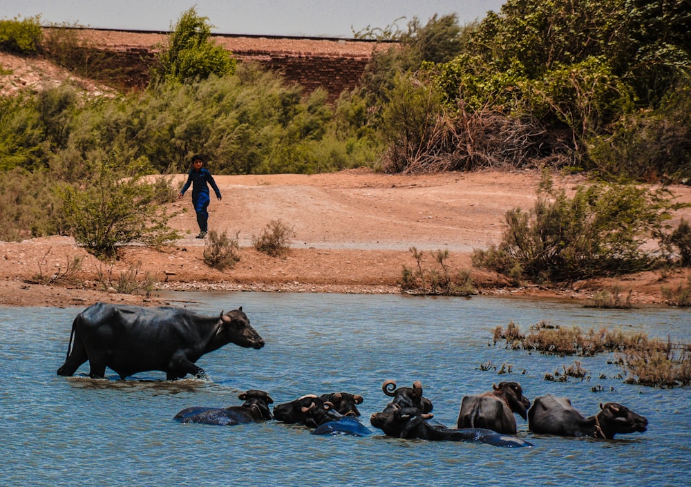 herd of black water buffalo swimming in water